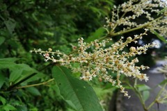 Aconogonon molle